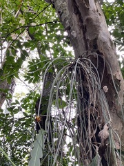 Acanthostachys strobilacea