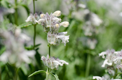 Nepeta nepetella
