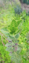 Gomphocarpus
