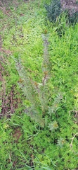 Gomphocarpus