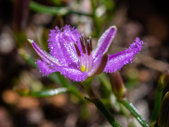 Thysanotus