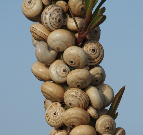 Mittelmeer-Sandschnecke
