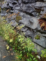 Heracleum sphondylium