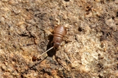 Myrmecophilus