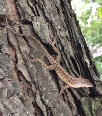 Anolis lineatopus