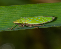 Draeculacephala robinsoni