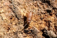 Myrmecophilus