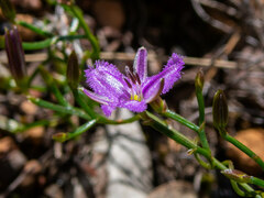Thysanotus