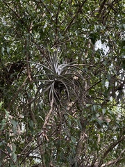 Tillandsia pohliana