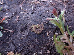 Sphaerocarpos texanus