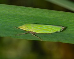 Draeculacephala robinsoni