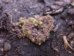 Sphaerocarpos texanus