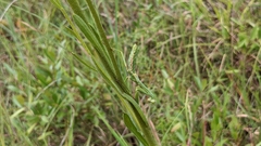 Balduina uniflora