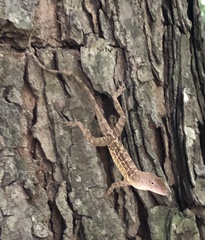 Anolis lineatopus