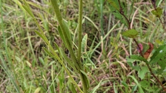 Balduina uniflora