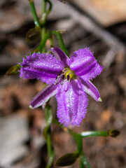 Thysanotus