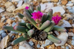 Argyroderma fissum