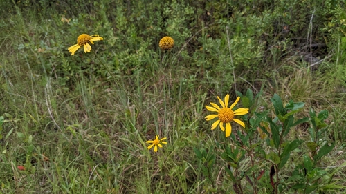 Image of Balduina uniflora by (c) Joseph Aubert, some rights reserved (CC BY)