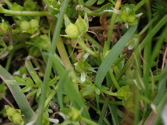 Limnanthes macounii