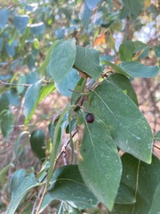 Lonicera