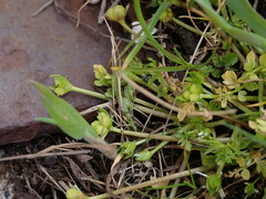 Limnanthes macounii