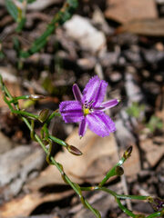 Thysanotus