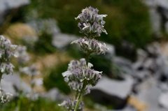 Nepeta nepetella