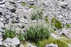 Nepeta nepetella