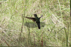 Saucerottia beryllina