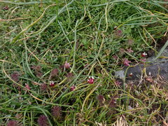 Trifolium depauperatum