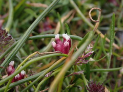 Trifolium depauperatum
