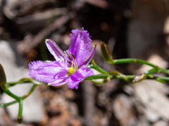 Thysanotus