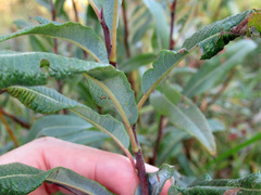 Salix humilis