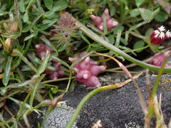 Trifolium depauperatum