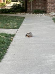 Marmota monax