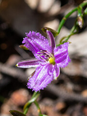 Thysanotus