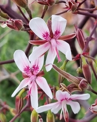 Pelargonium crithmifolium