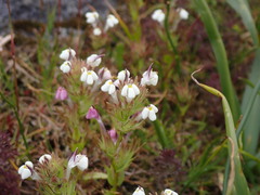 Triphysaria versicolor versicolor