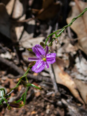 Thysanotus
