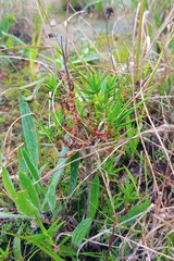 Crassula subulata subulata