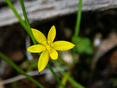 Tricoryne elatior