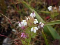 Triphysaria versicolor versicolor