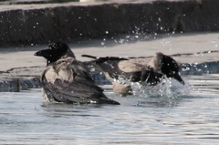 Corvus cornix