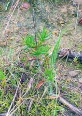 Crassula subulata subulata