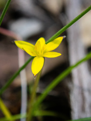 Tricoryne elatior