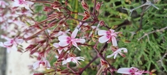 Pelargonium crithmifolium