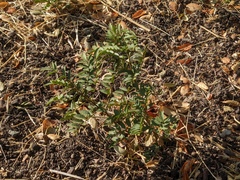 Glycyrrhiza lepidota