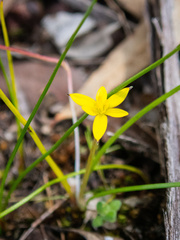 Tricoryne elatior