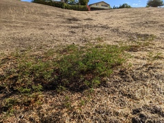 Glycyrrhiza lepidota