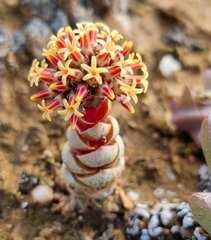 Crassula columnaris